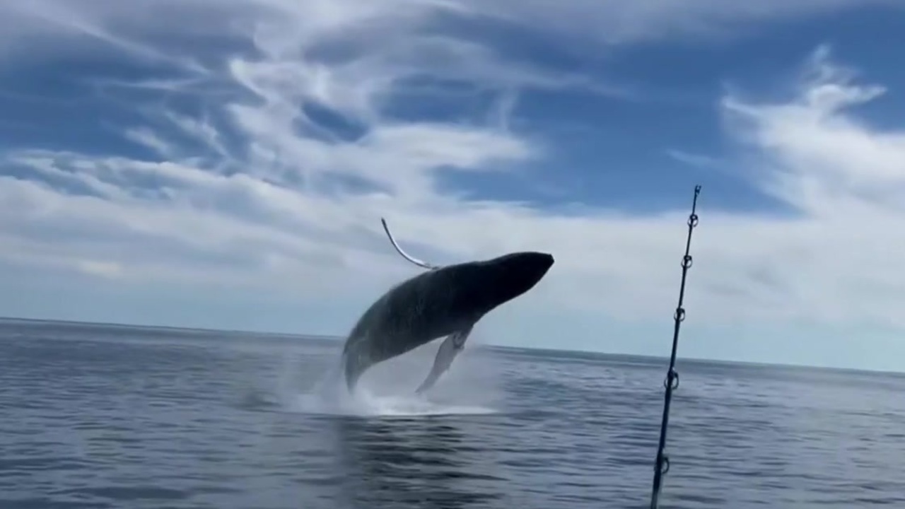 Rescuers try to refloat a stranded humpback whale in Germany’s Baltic Sea