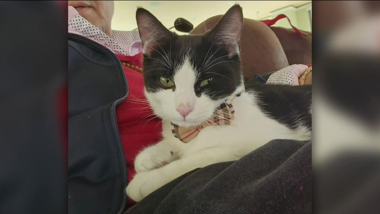 ‘I just want my cat back’: Car stolen from CT rest stop with Nahant man’s cat inside - Boston News, Weather, Sports | WHDH 7News