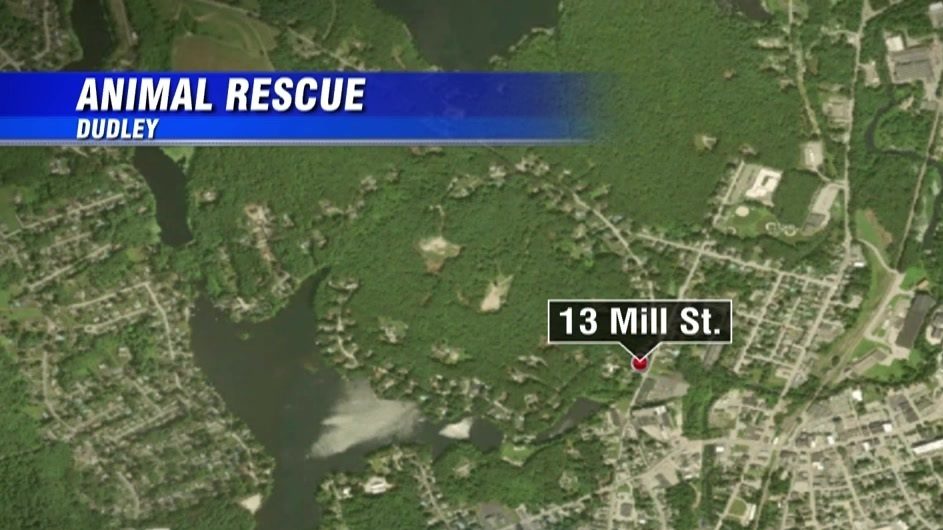 62 animals, including horses, cats, dogs, goats, removed from home in Dudley by MSPCA - Boston News, Weather, Sports | WHDH 7News