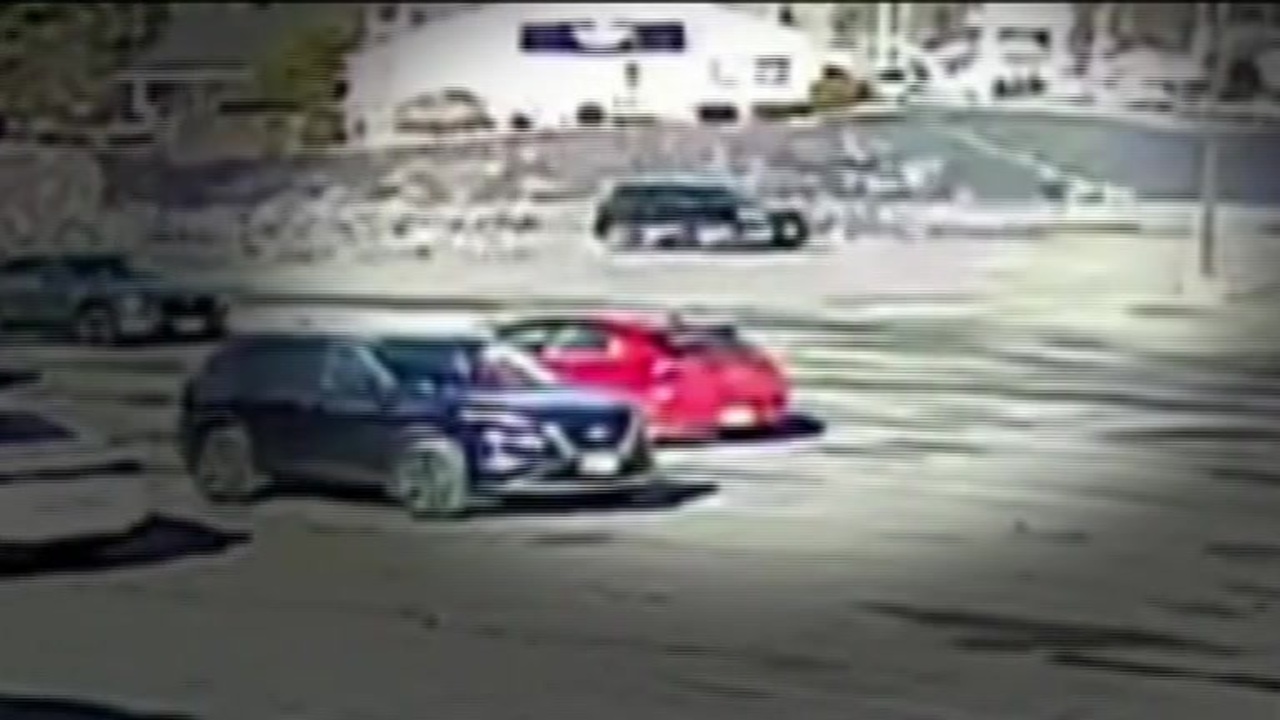 Police seeking driver that intentionally ran over, killed 6 seagulls with car in Tewksbury