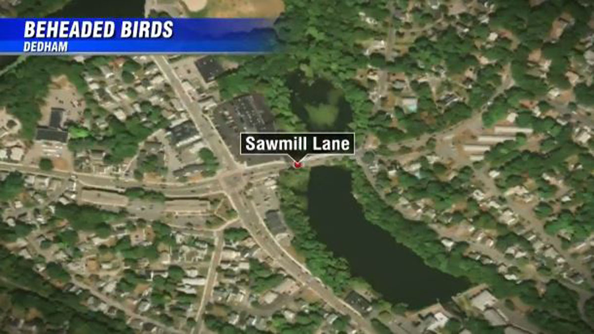 Dedham Animal Control investigating after beheaded birds found dumped off bridge