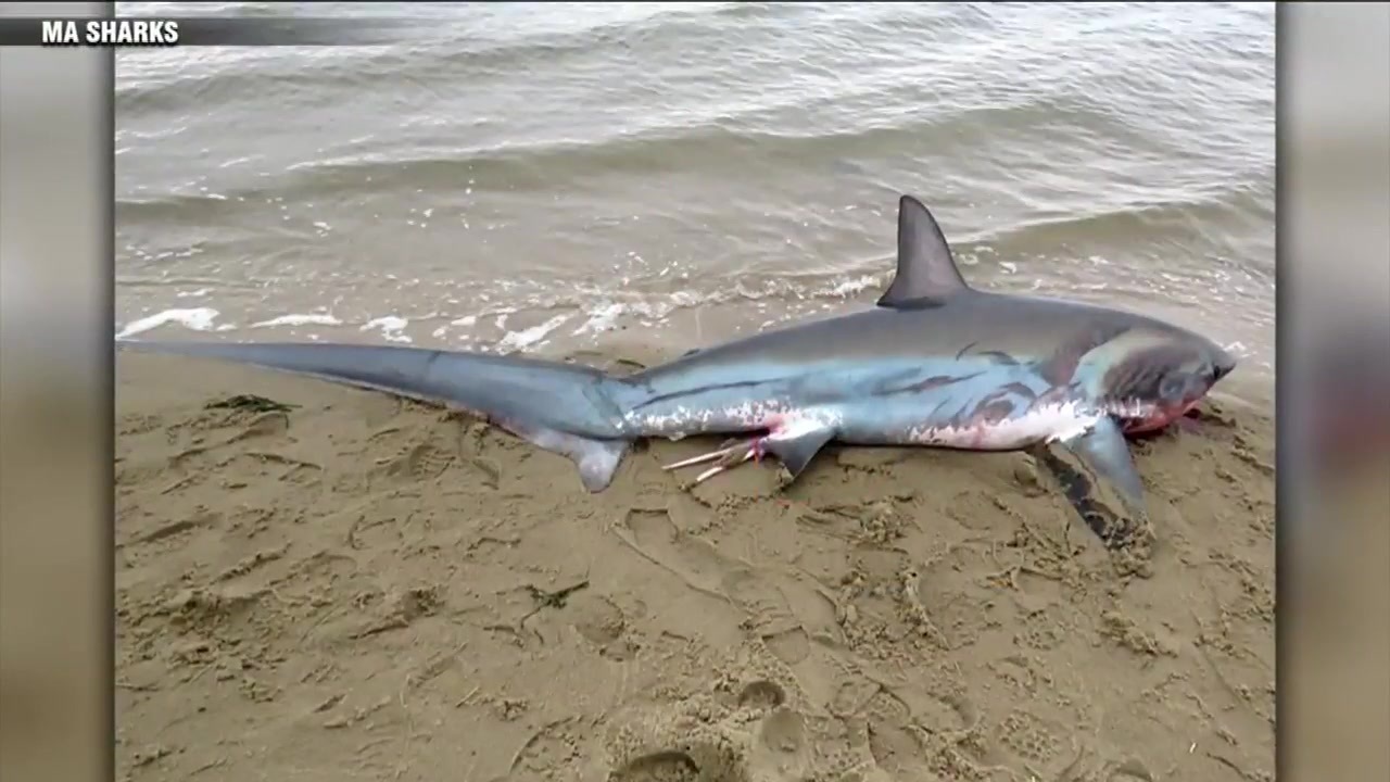 2 thresher sharks dead after becoming stranded in Cape Cod Bay - Boston News, Weather, Sports | WHDH 7News