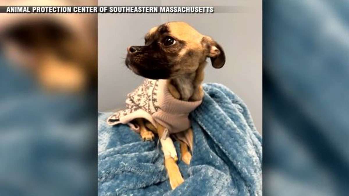 Taunton man facing cruelty charge as emaciated dog recovers at animal ...