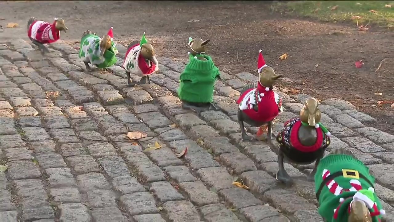 Boston Public Garden ducklings make way for winter