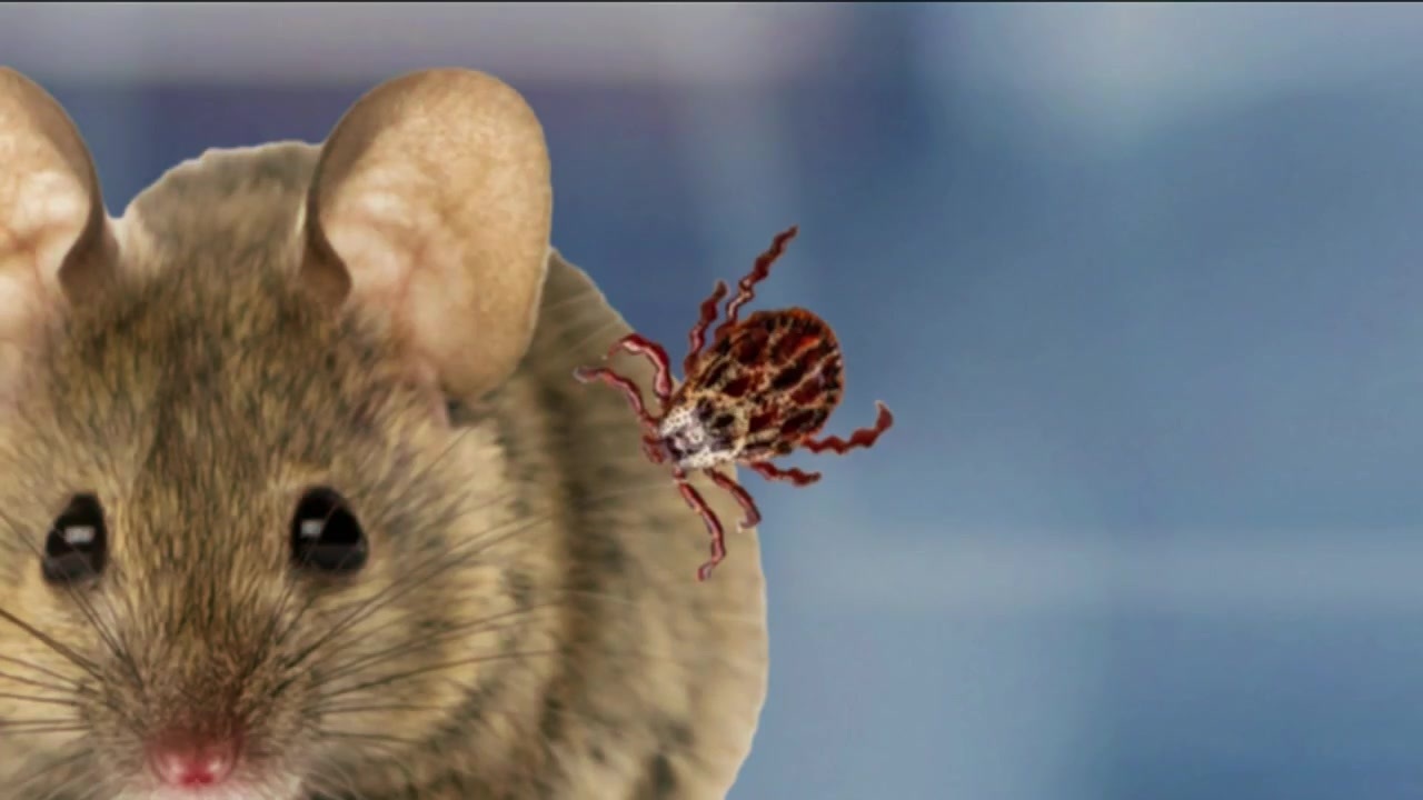 7 Investigates: Genetically modified mice could fight Lyme disease in Massachusetts