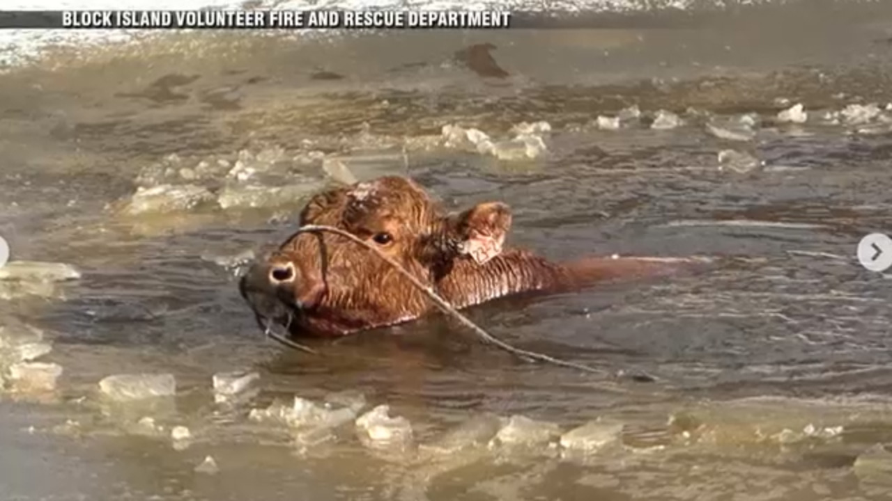 Firefighters free cow after animal falls through ice in Rhode Island
