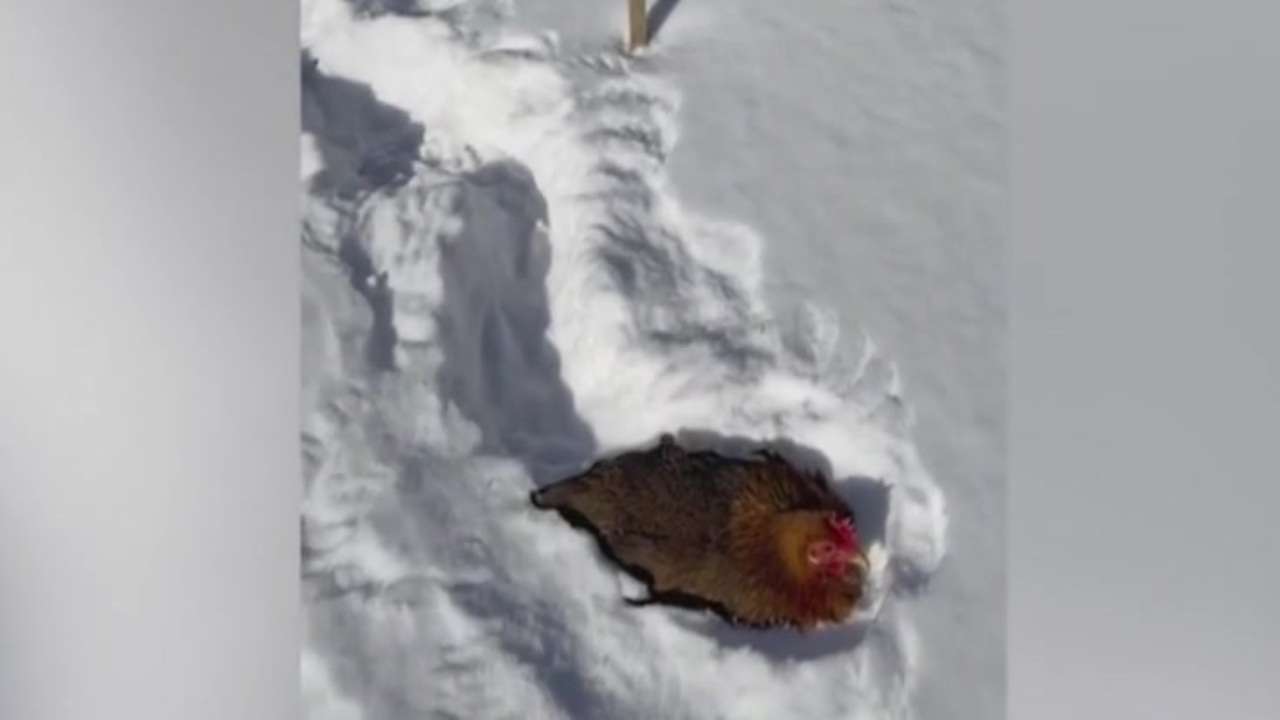 Chicken found in middle of West Roxbury rotary - Boston News, Weather, Sports | WHDH 7News