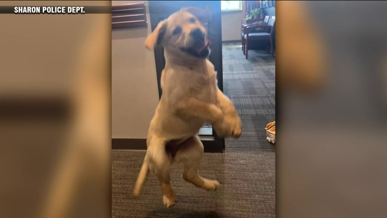 Sharon police welcome community resource dog