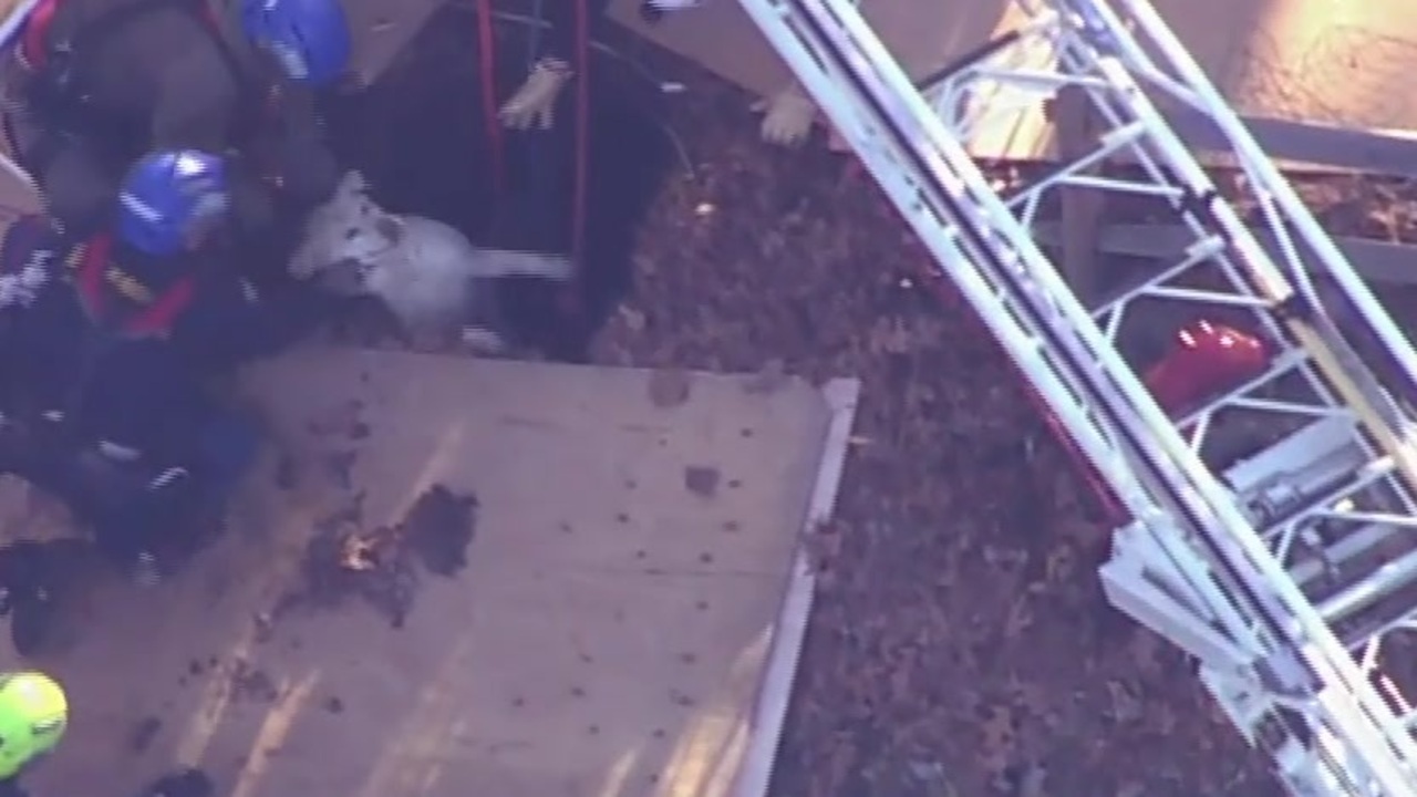 WATCH: Dog rescued from sinkhole in Falmouth