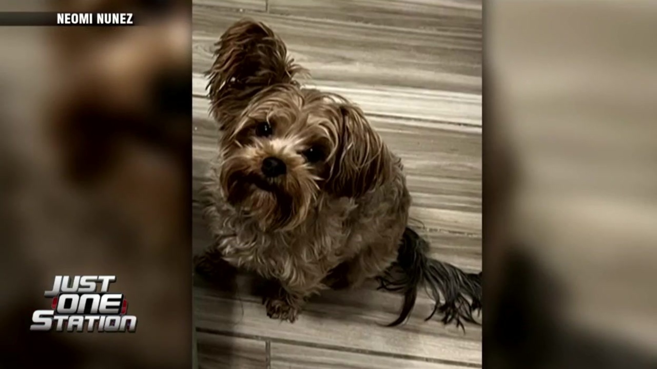 JUST ONE STATION: Woman’s dog missing after pet was kicked into traffic by stranger