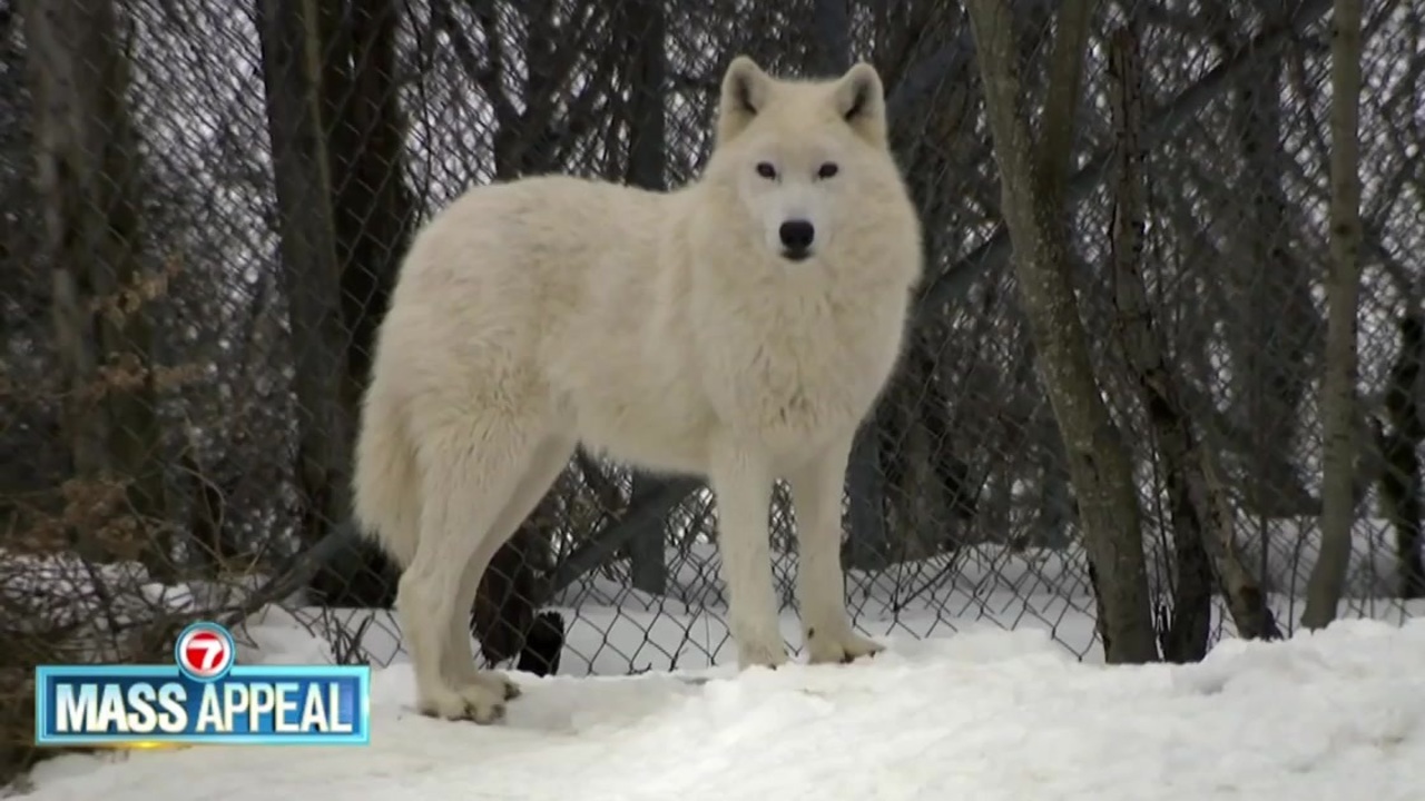 Mass Appeal: Wolf Hollow in Ipswich