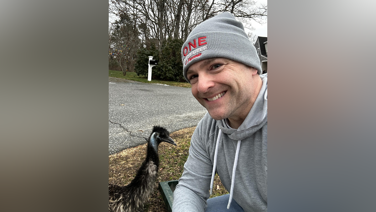 ‘Subject’s in custody’: Runaway emu captured in Barnstable… again