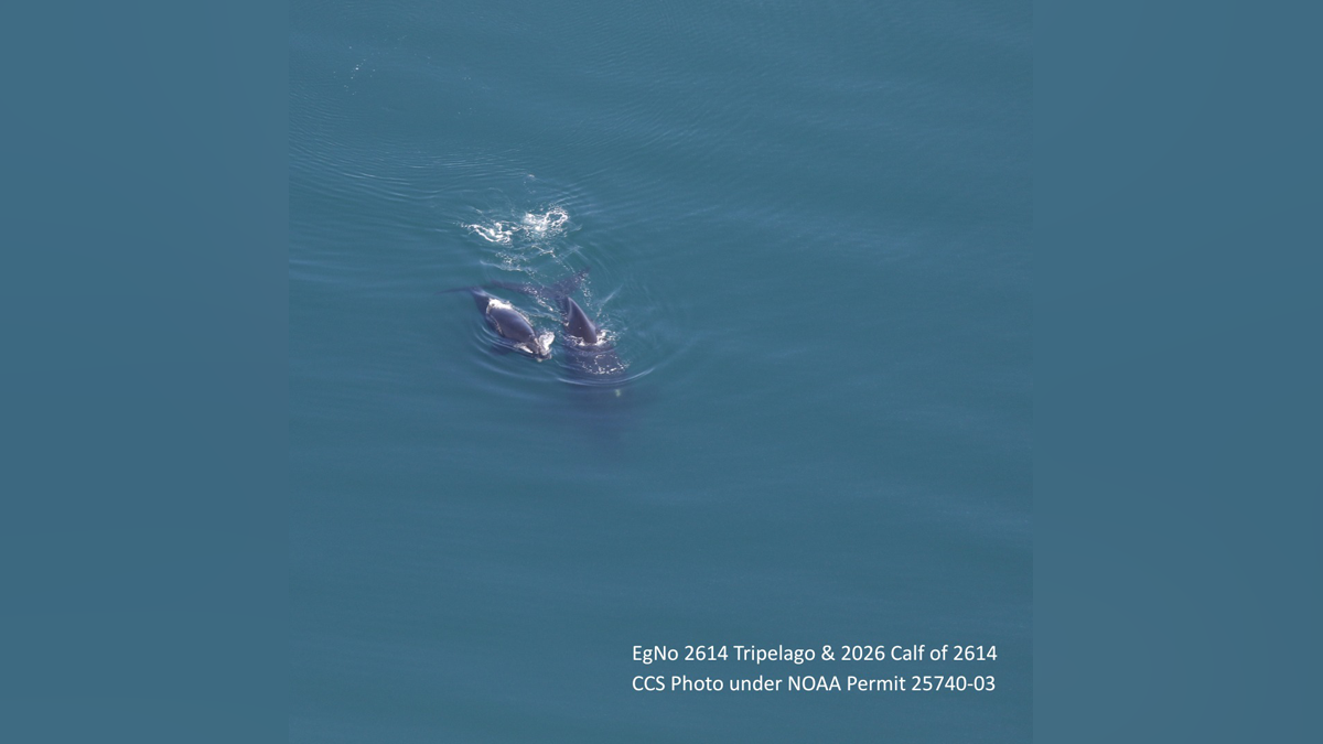 Right whales, calves spotted in Cape Cod Bay