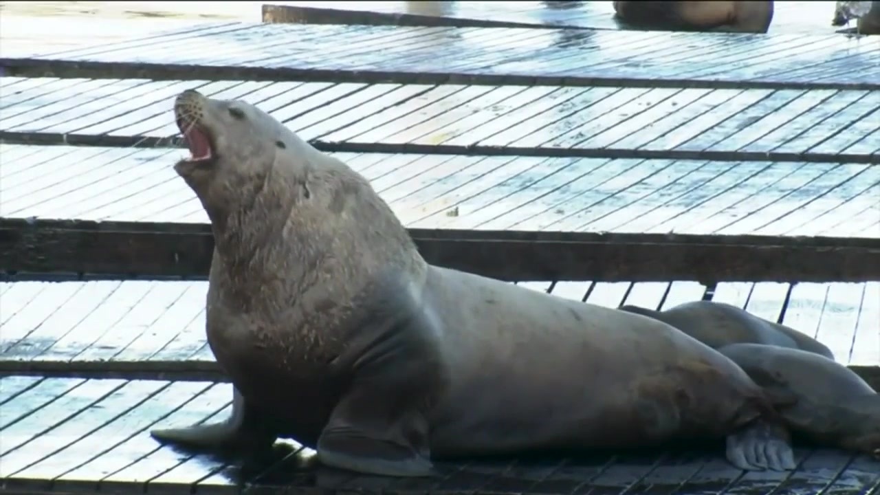 Chonkers the sea lion draws crowds to San Francisco’s Pier 39