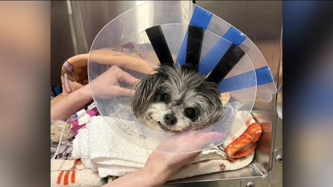 Man, dog viciously attacked by second dog in Everett