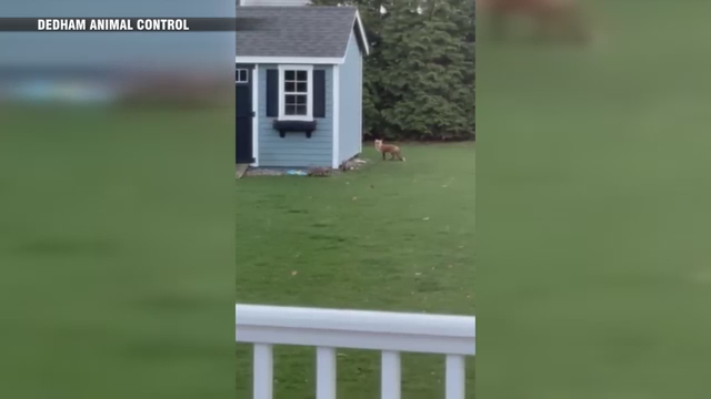 Playful fox kits make home in Dedham backyard