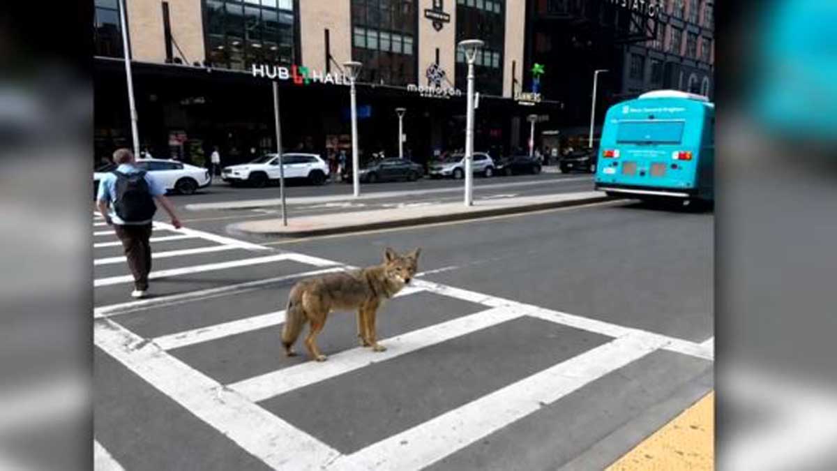 WATCH: Coyote sighting turns heads on Causeway Street