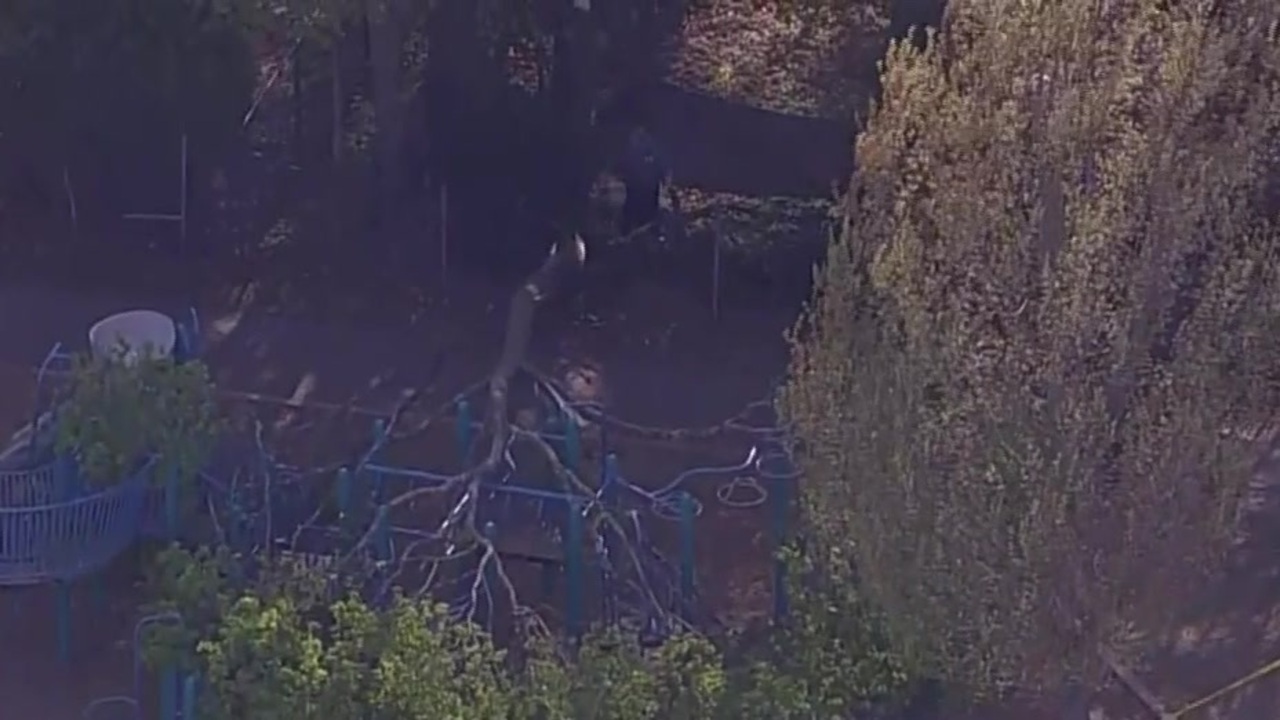 Student dies from injuries after tree falls at Melrose school playground - Boston News, Weather, Sports | WHDH 7News