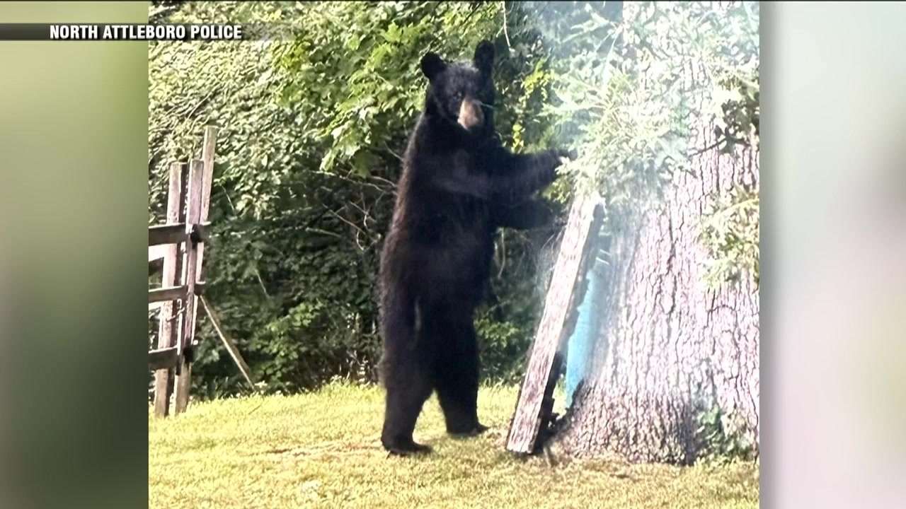 Black bear spotted in North Attleboro