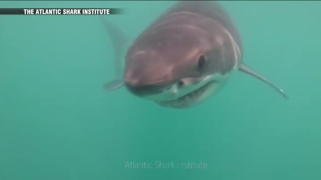 New video of great white sighting off Block Island