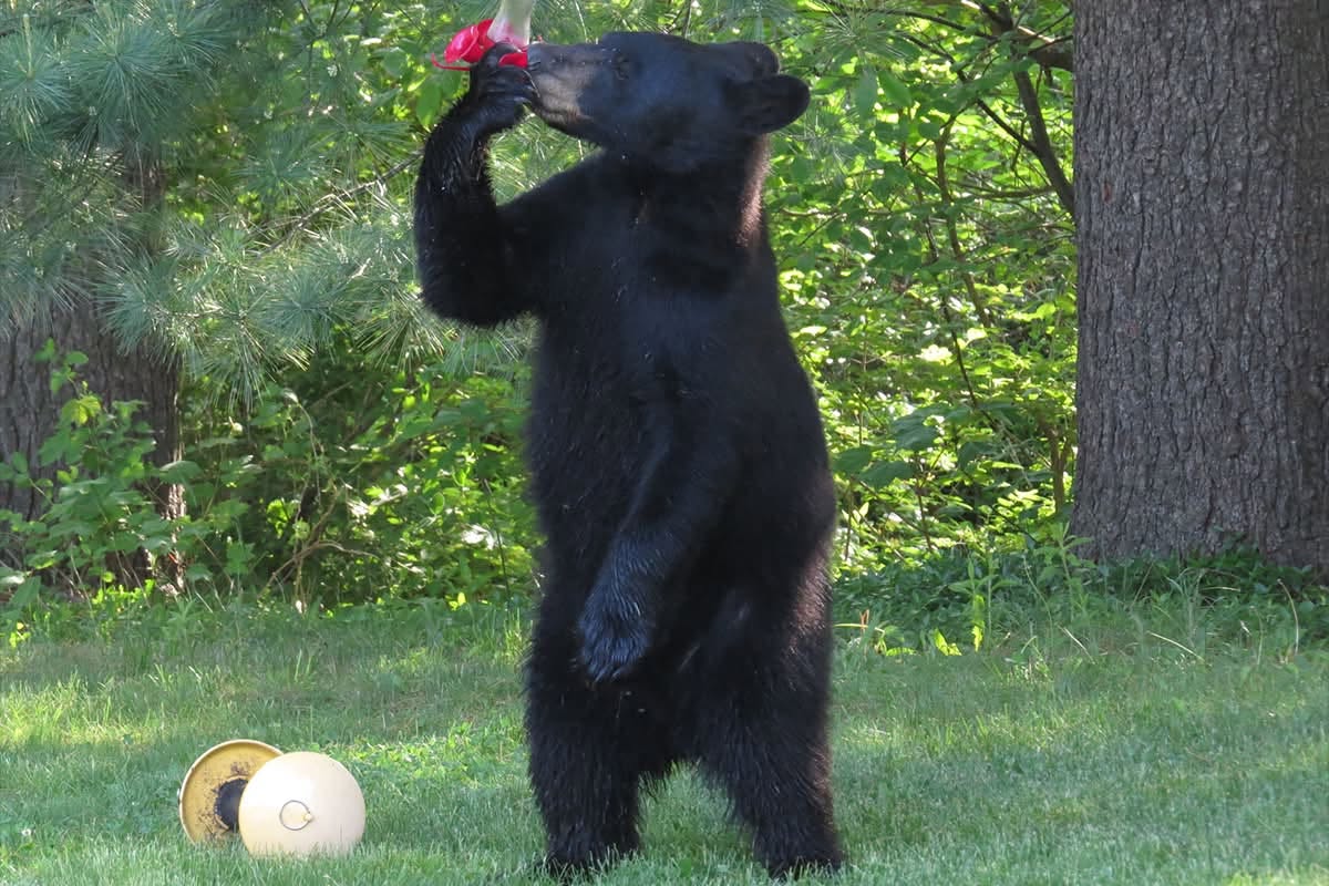 Black bear spotted in Avon