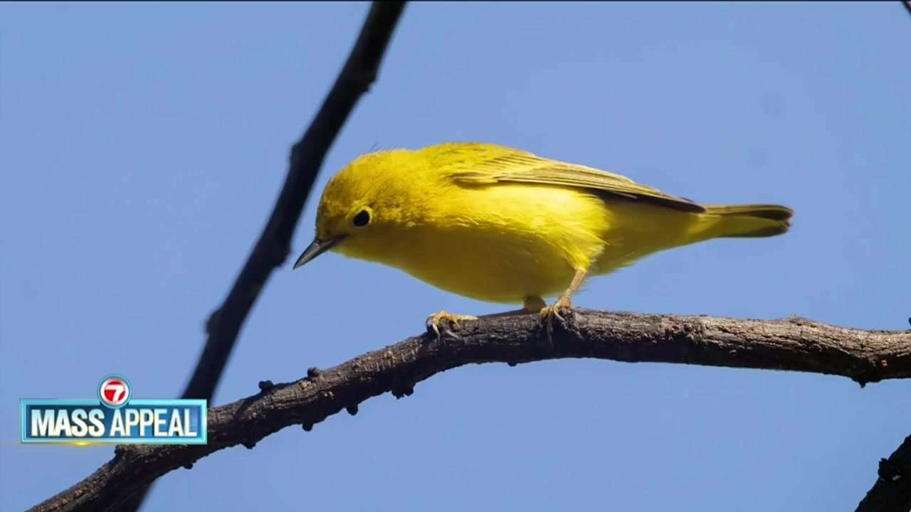 Mass Appeal: Brookline Bird Club
