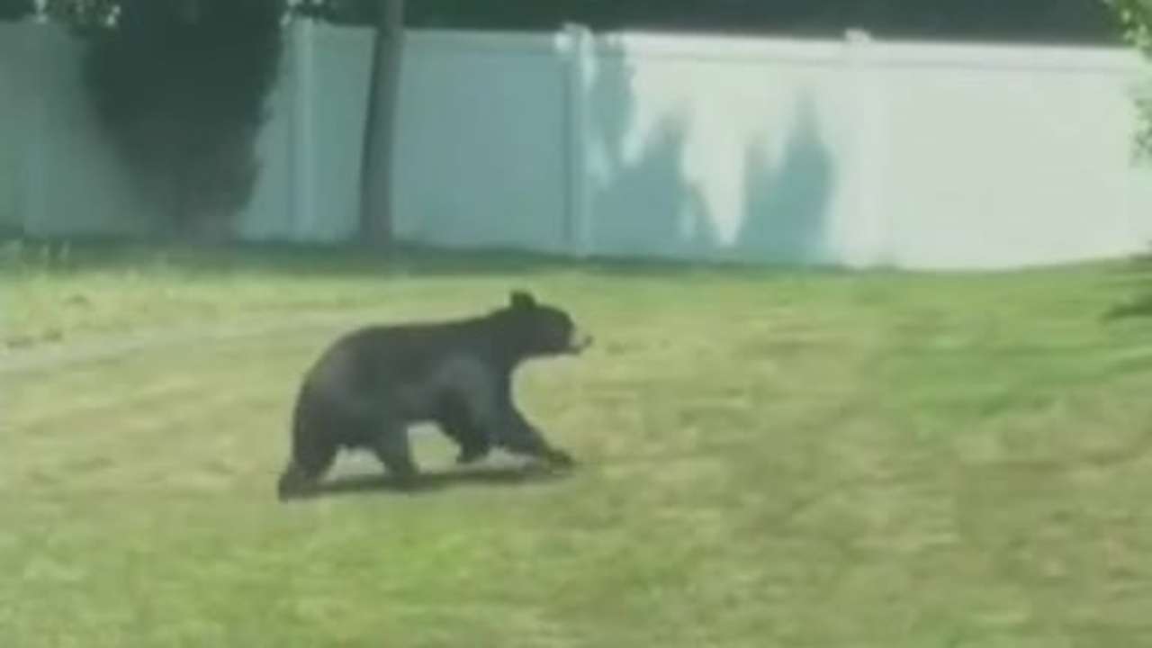 Black bear spotted running through Randolph, Canton neighborhoods
