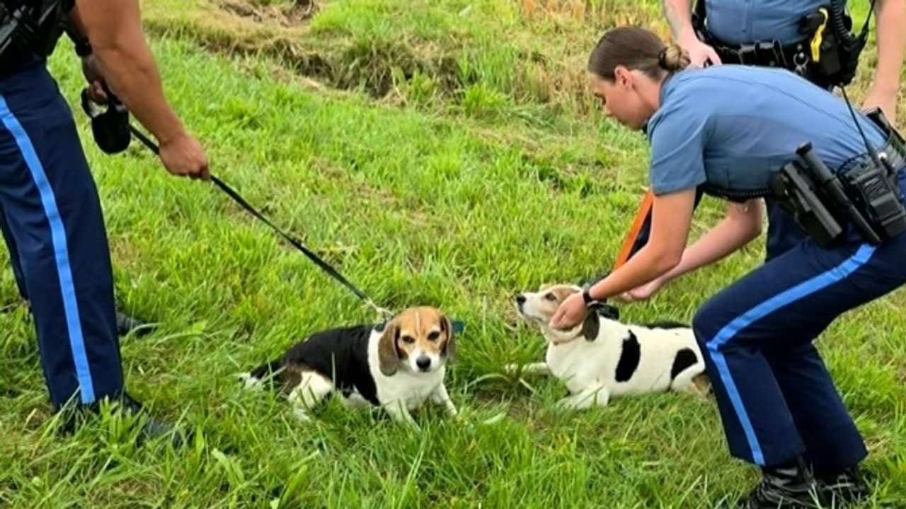 Beagles rescued from highway in Chicopee