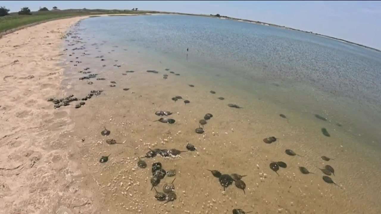The lifesaving secret hidden inside a horseshoe crab's blue blood