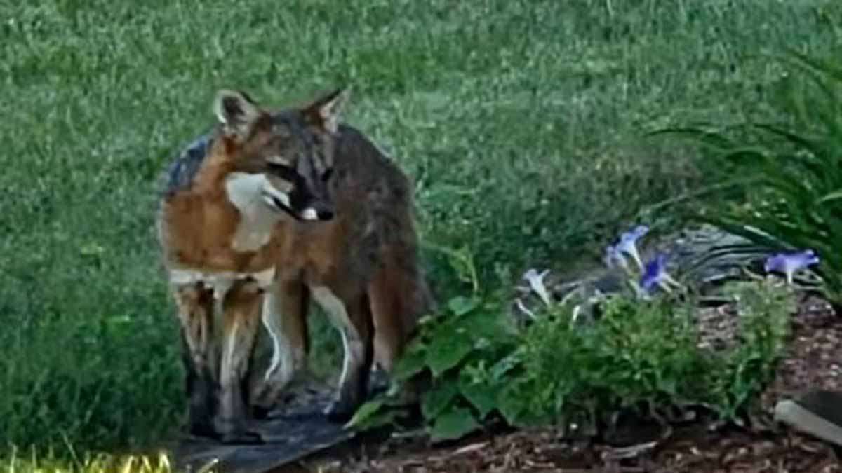 aggressive-fox-shot-killed-after-chasing-dog-in-worcester-boston