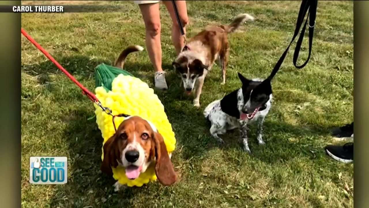 SEE THE GOOD: Doggy Maze Daze fundraiser for Ipswich Animal Shelter