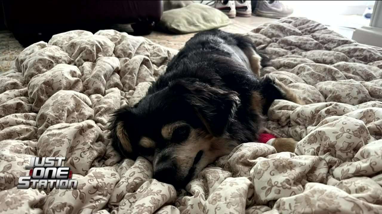 JUST ONE STATION: Dog mauled by 2 other dogs at Lowell Park