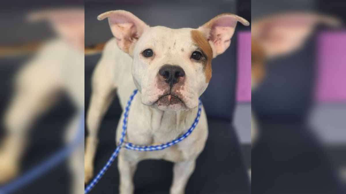 Coverage image for: Boston man facing animal cruelty charges after dead dog found in his home - Boston News, Weather, Sports