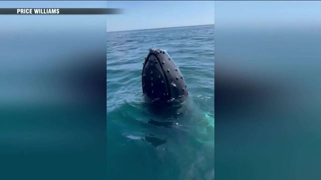 Mother and son have close encounter with 3 humpback whales off coast of Marblehead