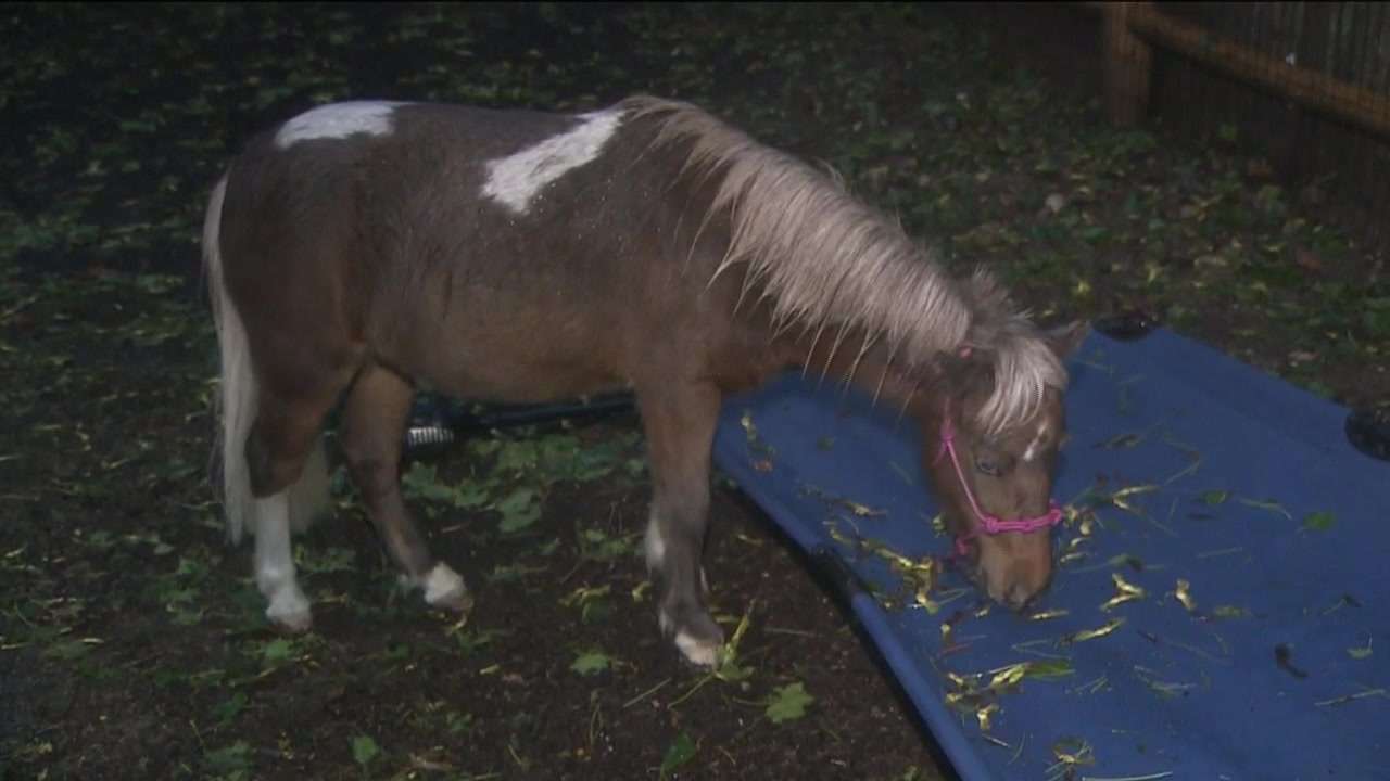City of Newton denies woman's request to keep mini horse in backyard