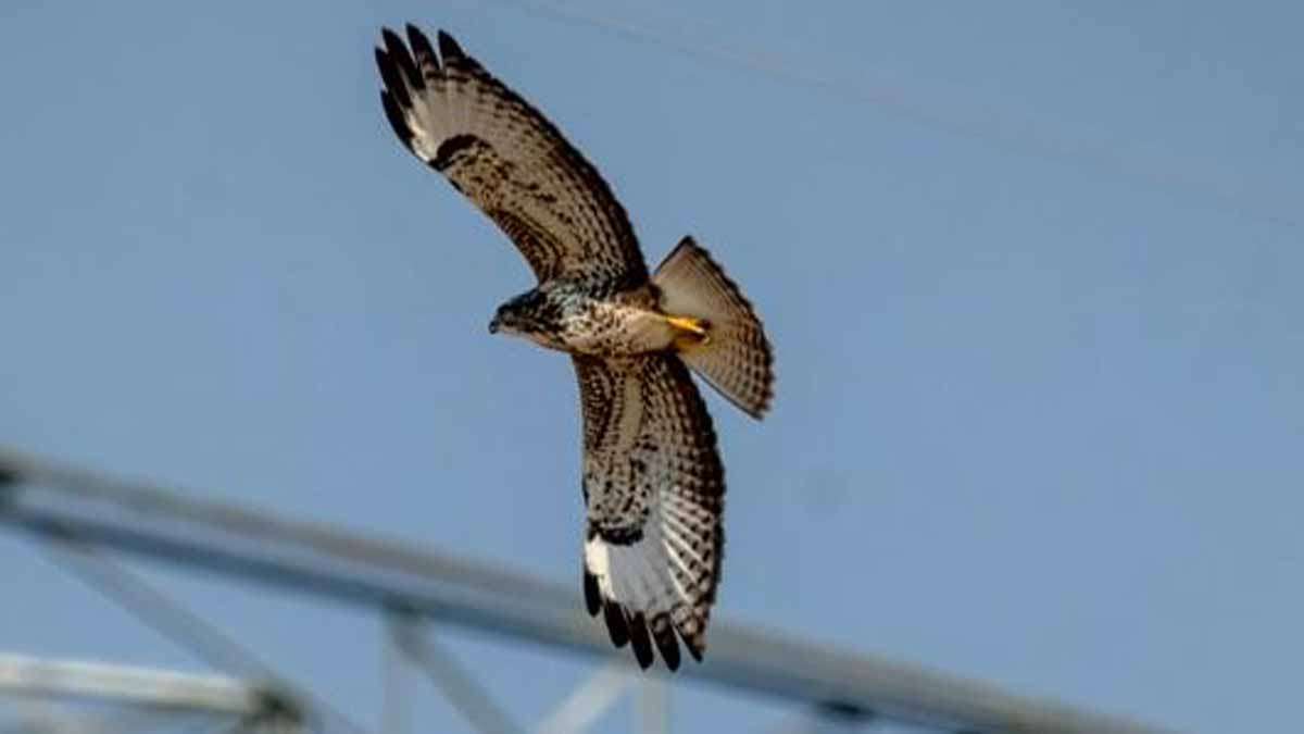 MBTA considering trained falcons to scare pigeons away from T stations